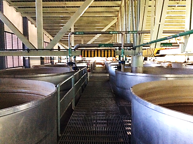 <p>Fermenters at the Herradura distillery</p>