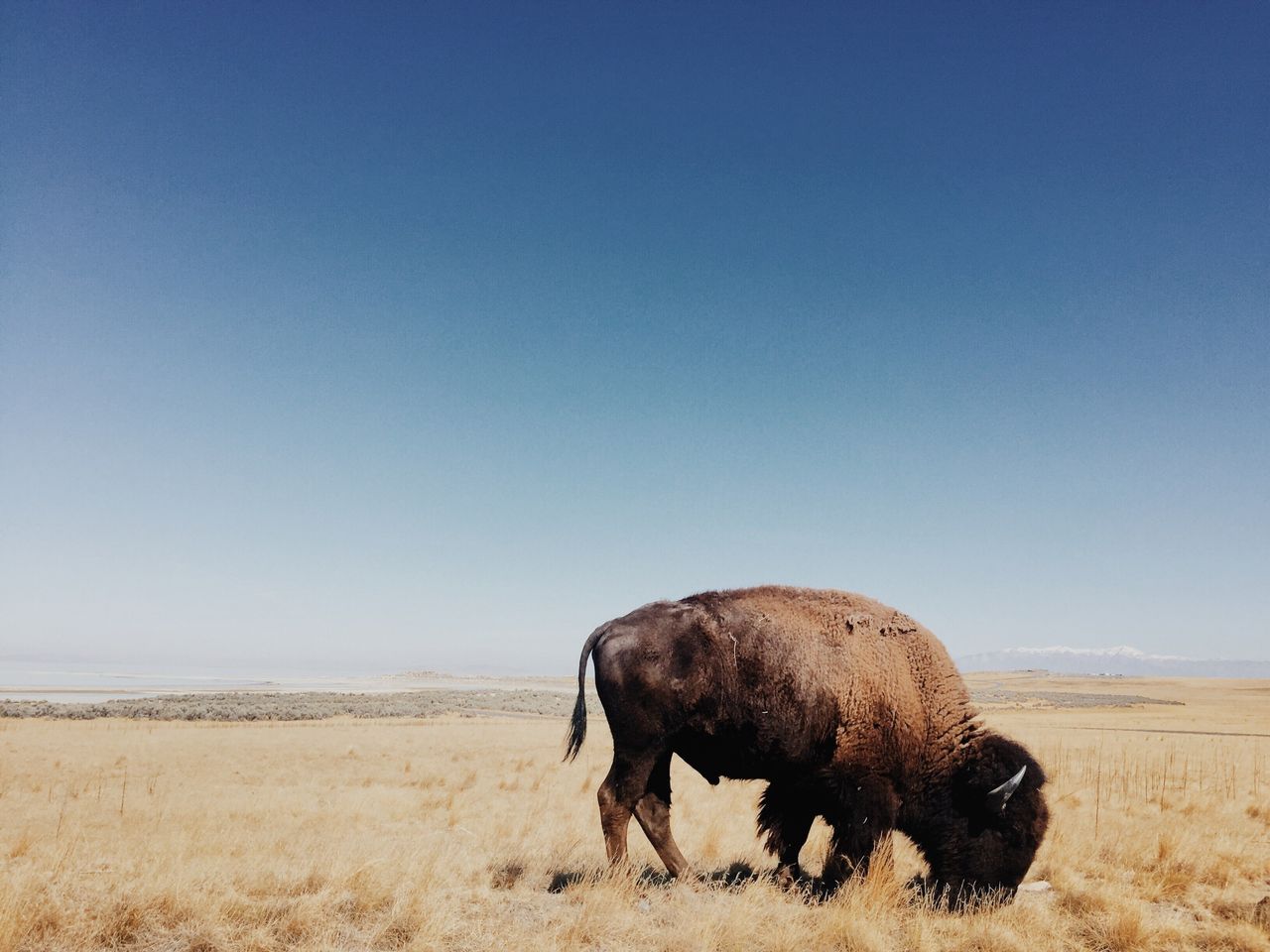 Davis Bell. Los Angeles CA, United States. <strong>2nd Place – </strong><strong>The America I Know.<br></strong><br><em>“As we made our way around Antelope Island on that clear and crisp September day I couldn’t help but be startled and amazed at the immenseness of these bison. Out here on the open field as they moved about the dry golden grass above the Salt Lake, slowly, deliberately, the feeling of quiet strength was humbling to me, the observer. In many ways this image encapsulated my internal search on this particular road trip. Being but an arms length away from this gargantuan creature gave me some pause for reflection in my search for so many answers. Here this animal that became the imagery of The West, and whose lore is interwoven with pioneers, cowboys, and the earliest inhabitants of these American plains, stands as a mythical remnant, a symbol, of our American journey and what is possible with a little foresight, a little courage, and a lot of dedication.”</em><strong><br></strong>