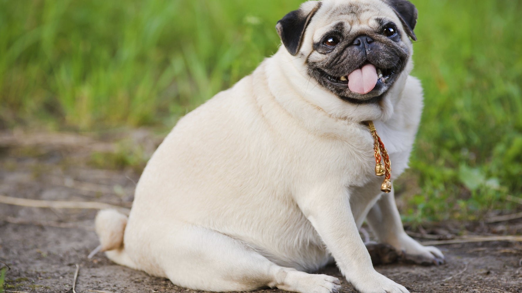Which States Have The Fattest Cats And Dogs Huffpost Life