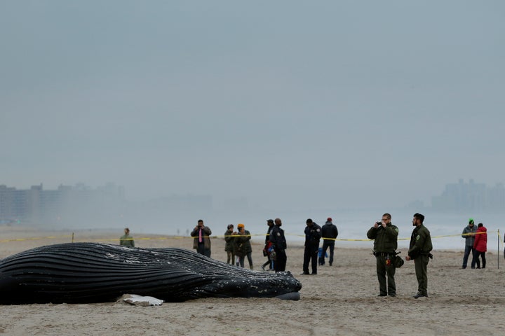 A dead humpback whale washed up on a beach in New York in April. 