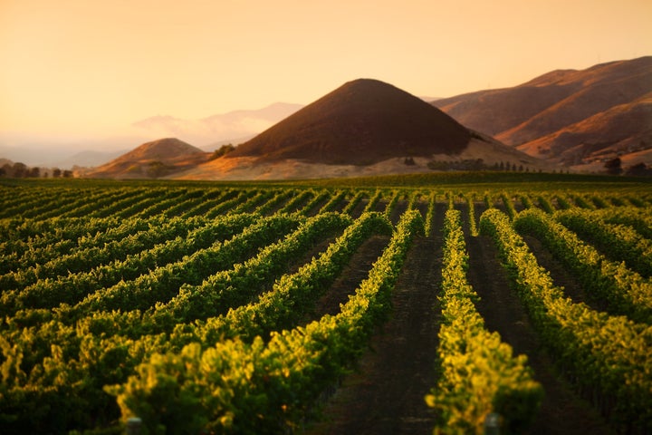 <p>Edna Valley Vineyards</p>