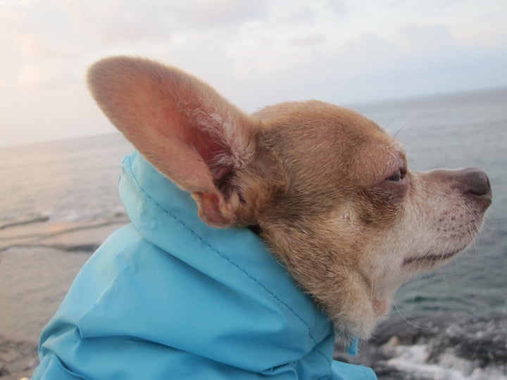 <p>Old man and the sea in Beirut</p>