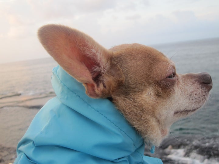 Old man and the sea in Beirut