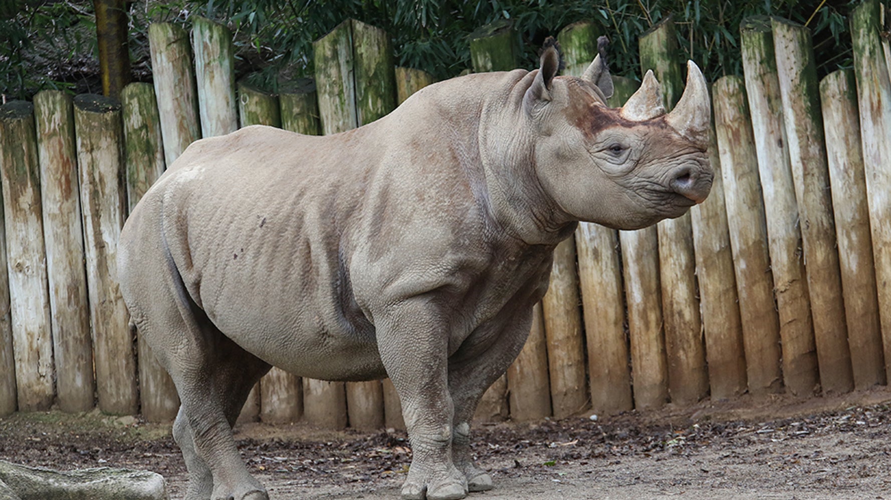 Ultrasound Indicates That A Baby Rhino Could Arrive Soon At The Cincinnati  Zoo | Huffpost Null Ultrasound Indicates That A Baby Rhino Could Arrive Soon At The Cincinnati  Zoo | Huffpost Null