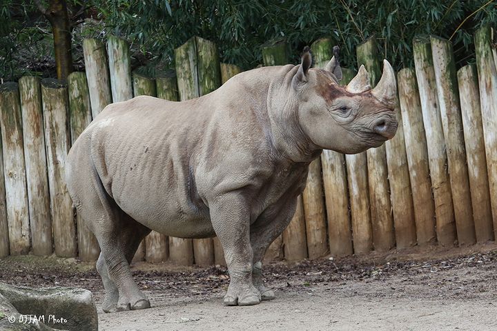 Pregnant black rhino Seyia