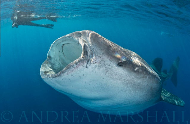 Researching Whale Sharks in Mexico
