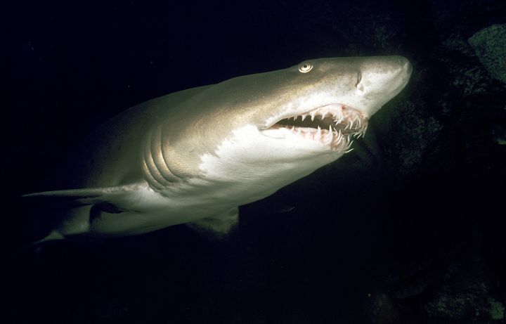 The new island is surrounded by sand tiger sharks (file picture)