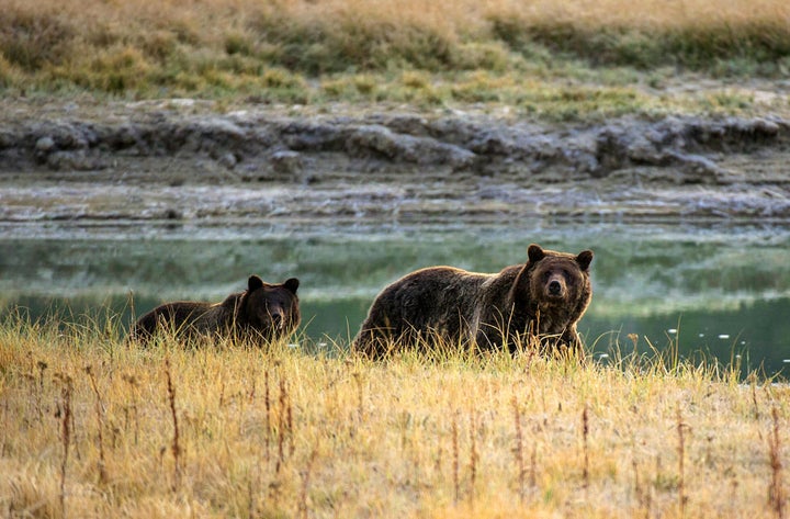 A grizzly bear mother and her cub walk near Pelican Creek in Yellowstone National Park on Oct. 8, 2012. 