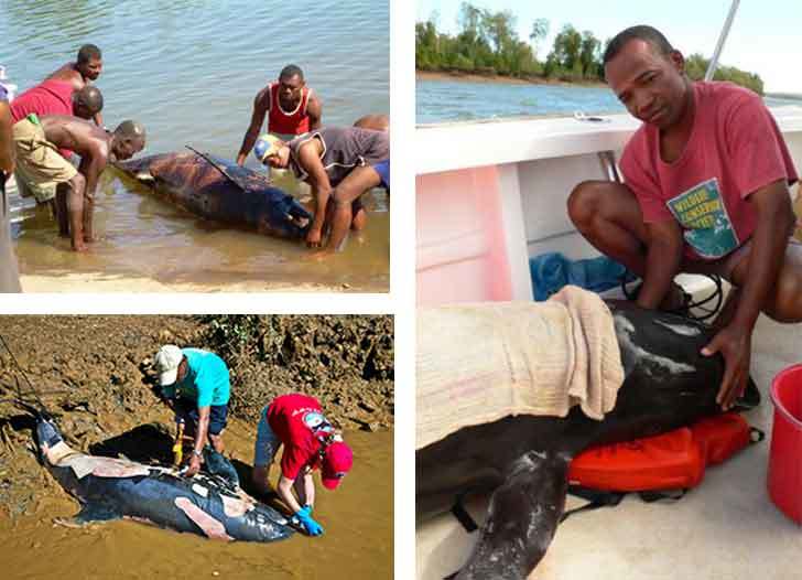 Rescuers attempted to save the whales.