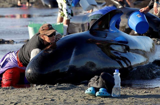 Pilot whale stranding event in New Zealand.