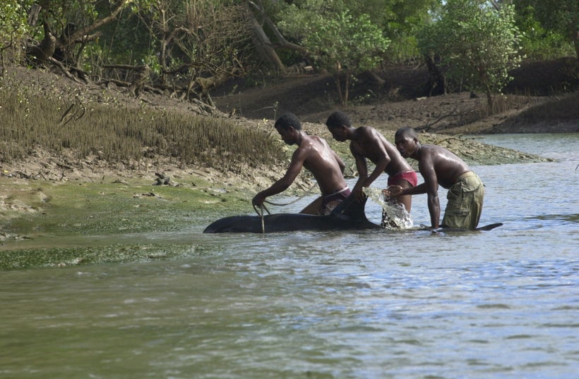 The deep ocean whales swam 65 km inland to escape the sonar. Rescue was difficult.