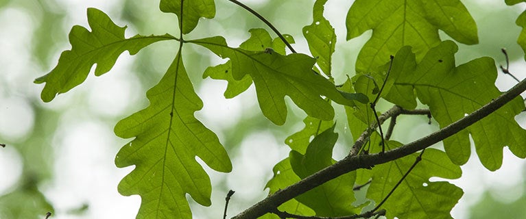 A Patriotic White Oak Forest at Work