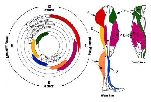 Anatomy of Cycling: you should be engaging all of the muscles not just the quadruceps in the front.