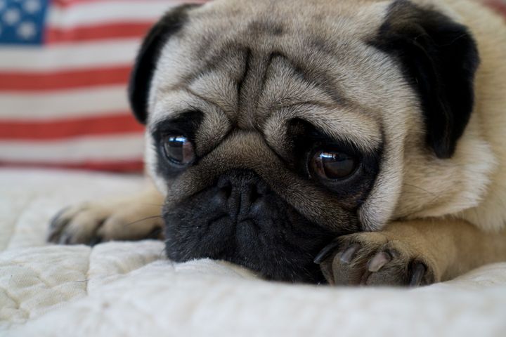 Fireworks and chaotic parties can make the Fourth of July a stressful time for pets.