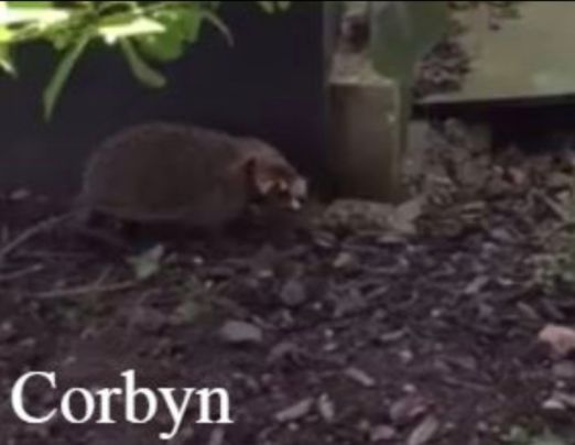 Kent students voted to name the hedgehog after the Labour leader 