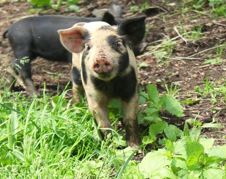 One of my recent piglets born here on the farm wants to kindly warn you of some possible spoilers.