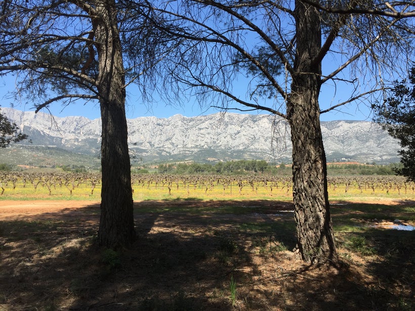 The vineyards of Chateau Gassier