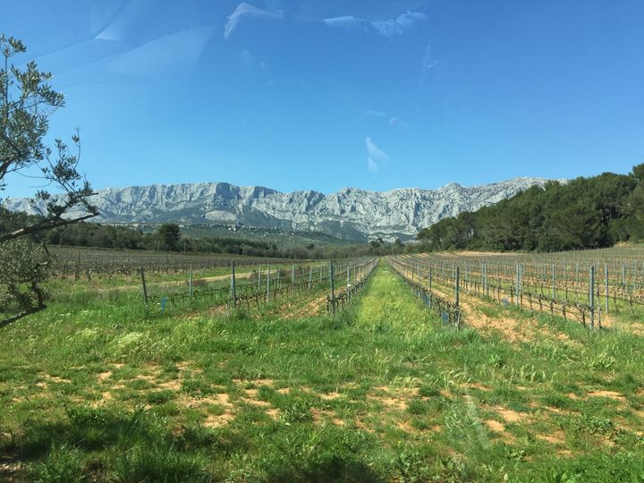 The vineyards of Chateau Gassier in the majestic presence of Mount Sainte-Victoire.