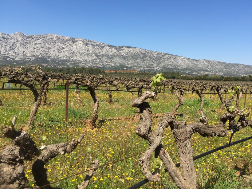 <em>Bud Break in the Vineyard at Chateau Gassier in Provence, France</em>