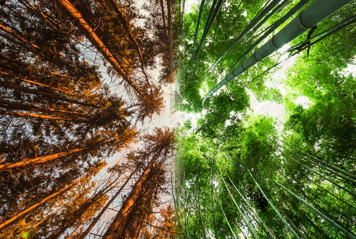 <p><strong>Forests in Norway vs Forests in Japan</strong></p>