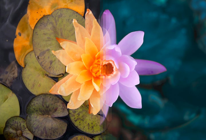 <p><strong>Sydney Flora in Australia vs Bali Flora in Indonesia</strong></p>
