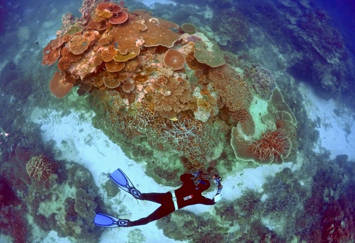 A ranger inspects the Great Barrier Reef near Lady Elliot Island, Australia. The reef experienced back-to-back bleaching events in 2016 and 2017.