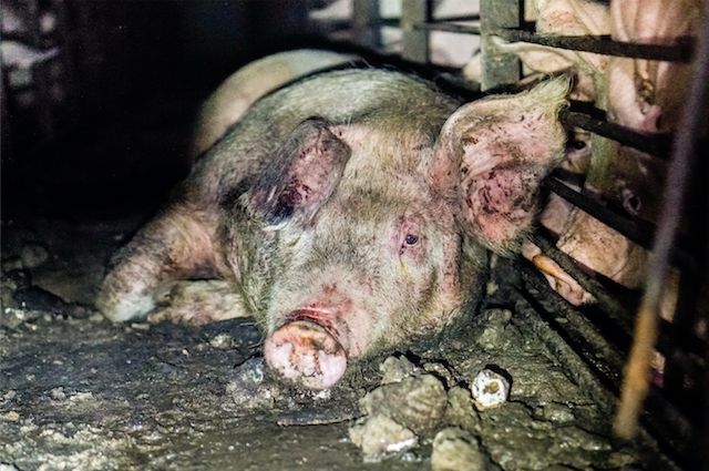 Pigs live in filthy conditions, endangering not just animals but the local human population.