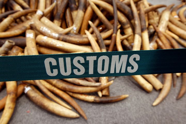The seized ivory tusks on display. 