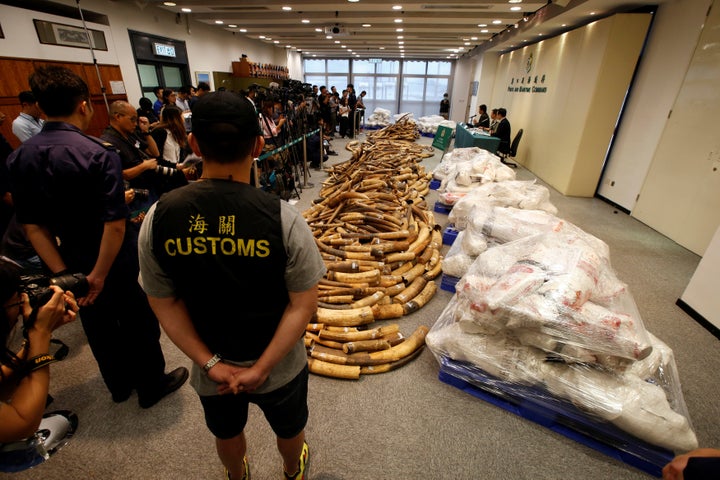 Ivory tusks seized by Hong Kong customs agents are displayed at a news conference in Hong Kong on July 6.