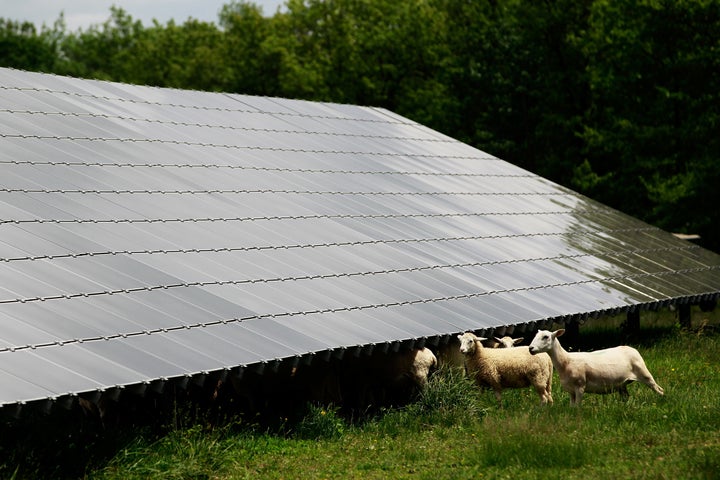 Sheep graze beside solar panels in Long Pond, Pennsylvania, on June 6, 2015. 