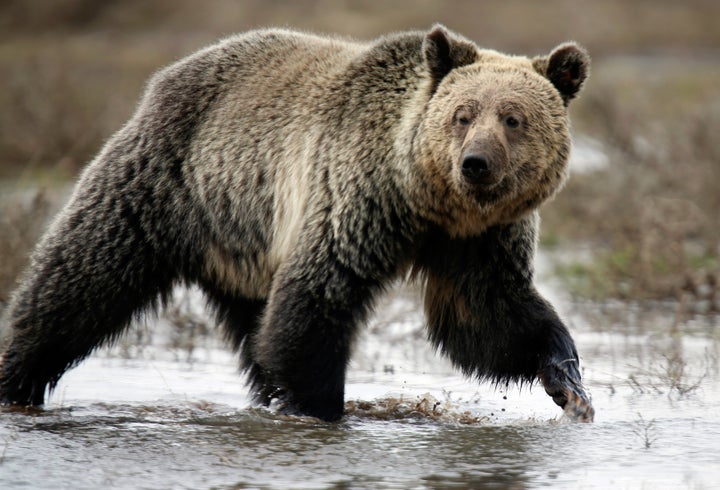 A grizzly bear roams through the Hayden Valley in Yellowstone National Park in Wyoming, May 18, 2014.