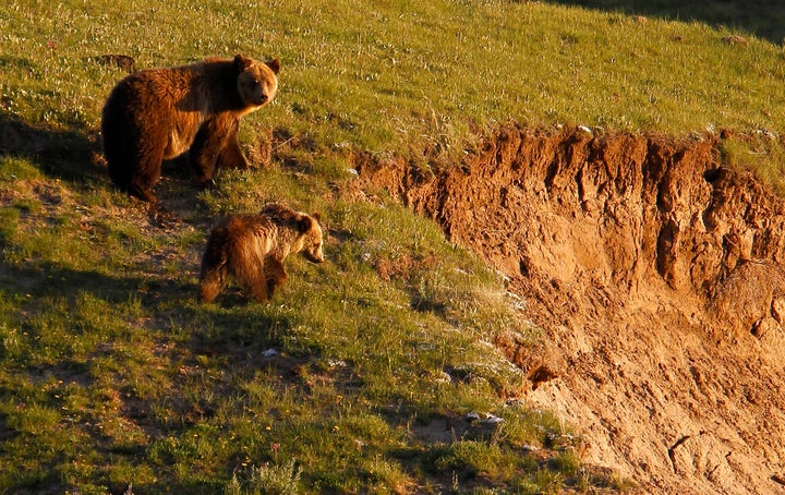 A grizzly bear and her cub are seen in the Hayden Valley in Yellowstone National Park, Wyoming, June 24, 2011. 