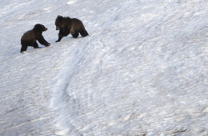 Grizzly bear cubs play on snow in the Hayden Valley in Yellowstone National Park, Wyoming, June 24, 2011.