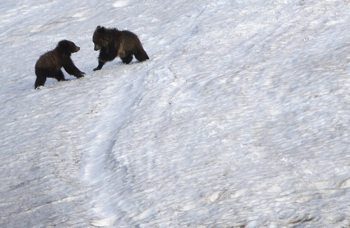 Grizzly bear cubs play on snow in the Hayden Valley in Yellowstone National Park, Wyoming, June 24, 2011. 