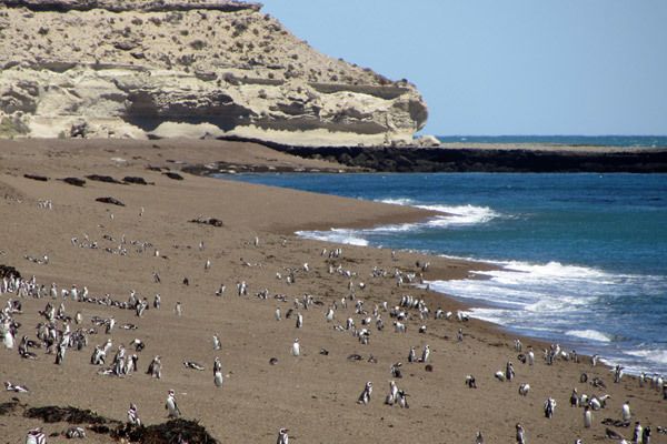 Magellanic penguin colonies on the Península Valdés on the coast of Argentina .