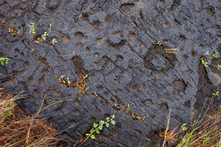 The ancient Pu’u Loa Petroglyphs at Hawai’i Volcanoes National Park