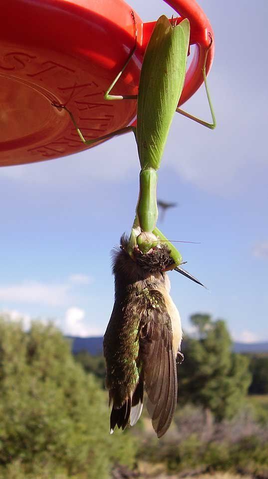 A mantis eats a black-chinned hummingbird in Colorado.