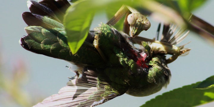 A mantis hunts down a ruby-throated hummingbird.