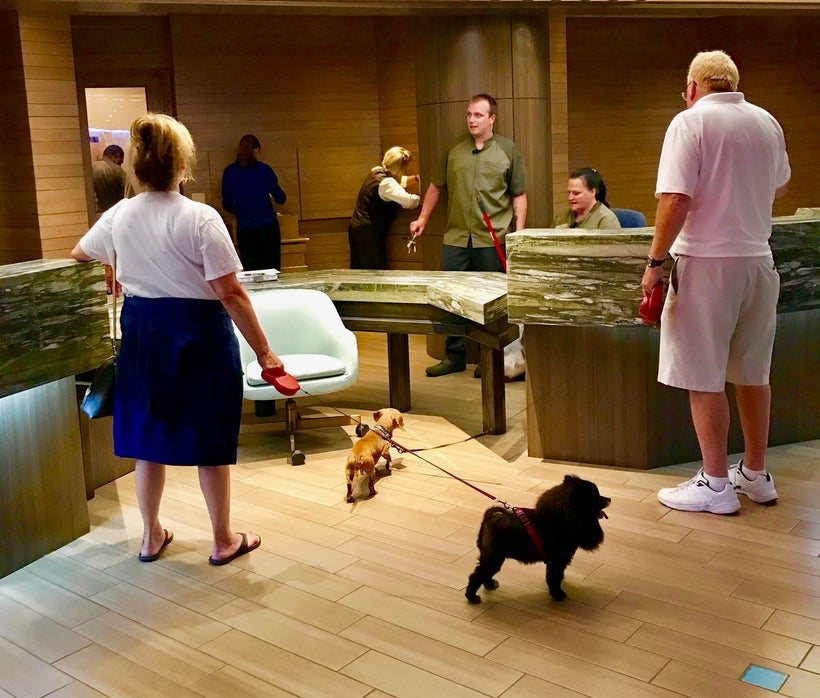 Dogs in the lobby of luxury resort