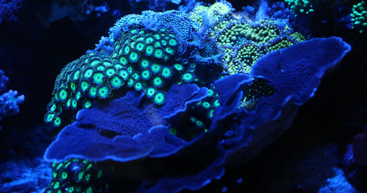 Scientists Have Unlocked The Mystery Of Why Deep Sea Corals Glow In The ...