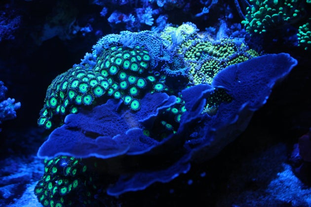 Scientists Have Unlocked The Mystery Of Why Deep Sea Corals Glow In The