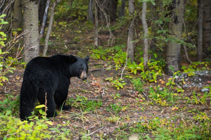 Black bears are not usually aggressive (file picture)