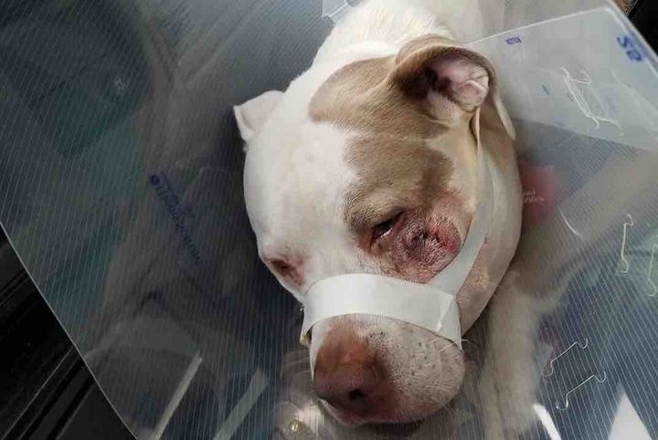 Ciroc, a Staffordshire terrier, is recovering after being shot in his jaw on Saturday night.