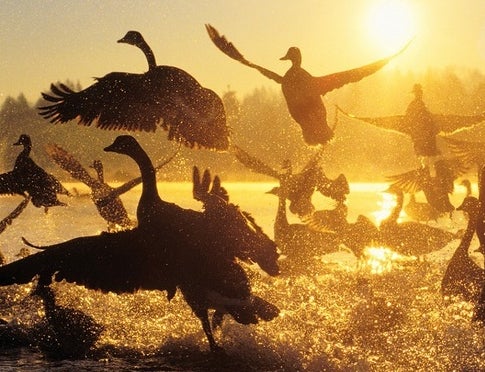 <p>Wild Geese, Mary Oliver</p>