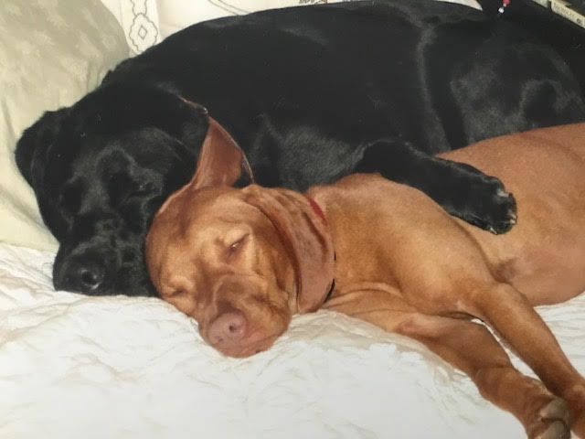 The only way Ginger and Maddux slept next to each other.