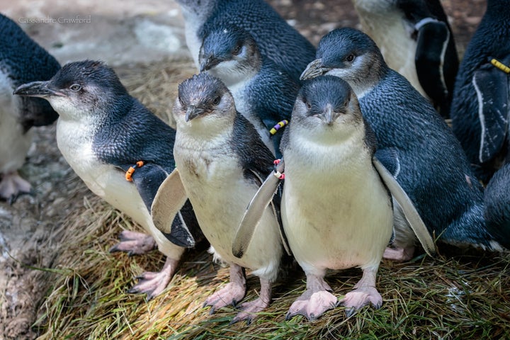 Little penguins at the Cincinnati Zoo & Botanical Garden