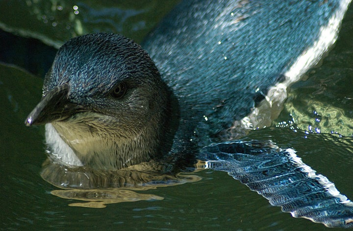 Little penguin in water.