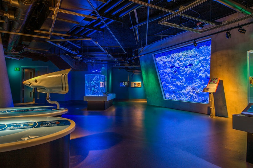 Miami Science Museum A Comprehensive Guide HuffPost