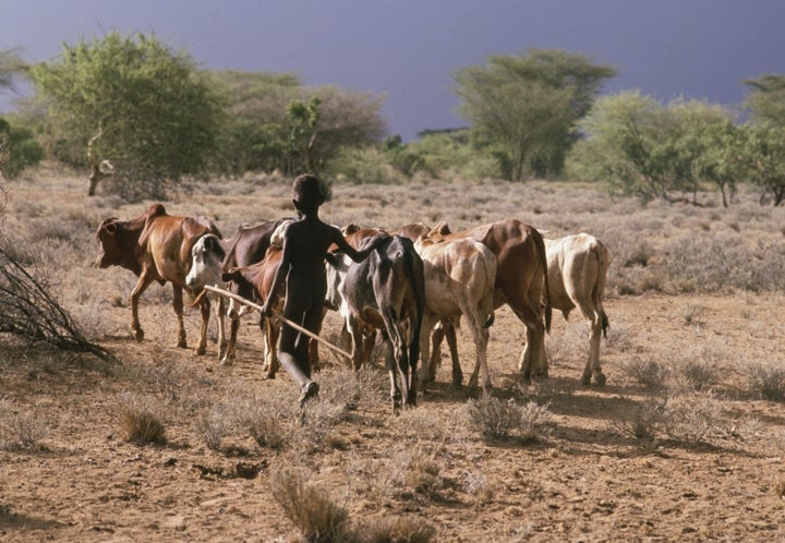 Many children in Turkana tend livestock rather than attend school