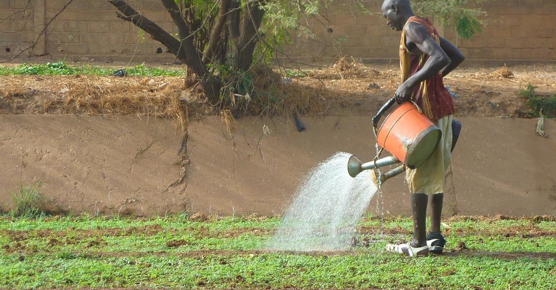 More Farmers Around The World Water Crops With Toxic Sewage Than